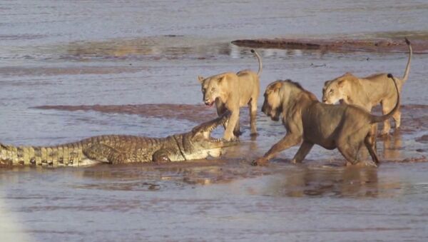Трое львов напали на крокодила - Sputnik Абхазия