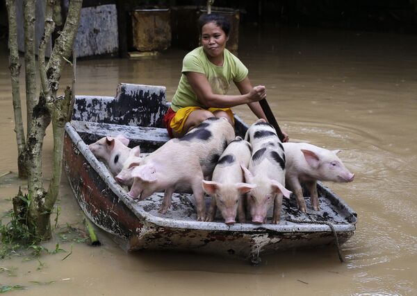 Женщина перевозит своих поросят в безопасное месте из-за наводнения на Филиппинах - Sputnik Абхазия