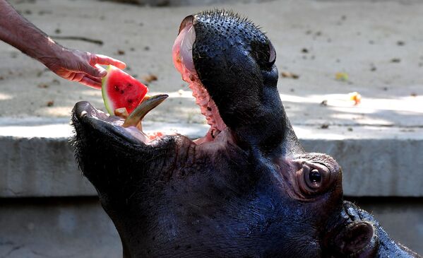 Сотрудник зоопарка угощает бегемота замороженным арбузом в жаркий римский день - Sputnik Абхазия