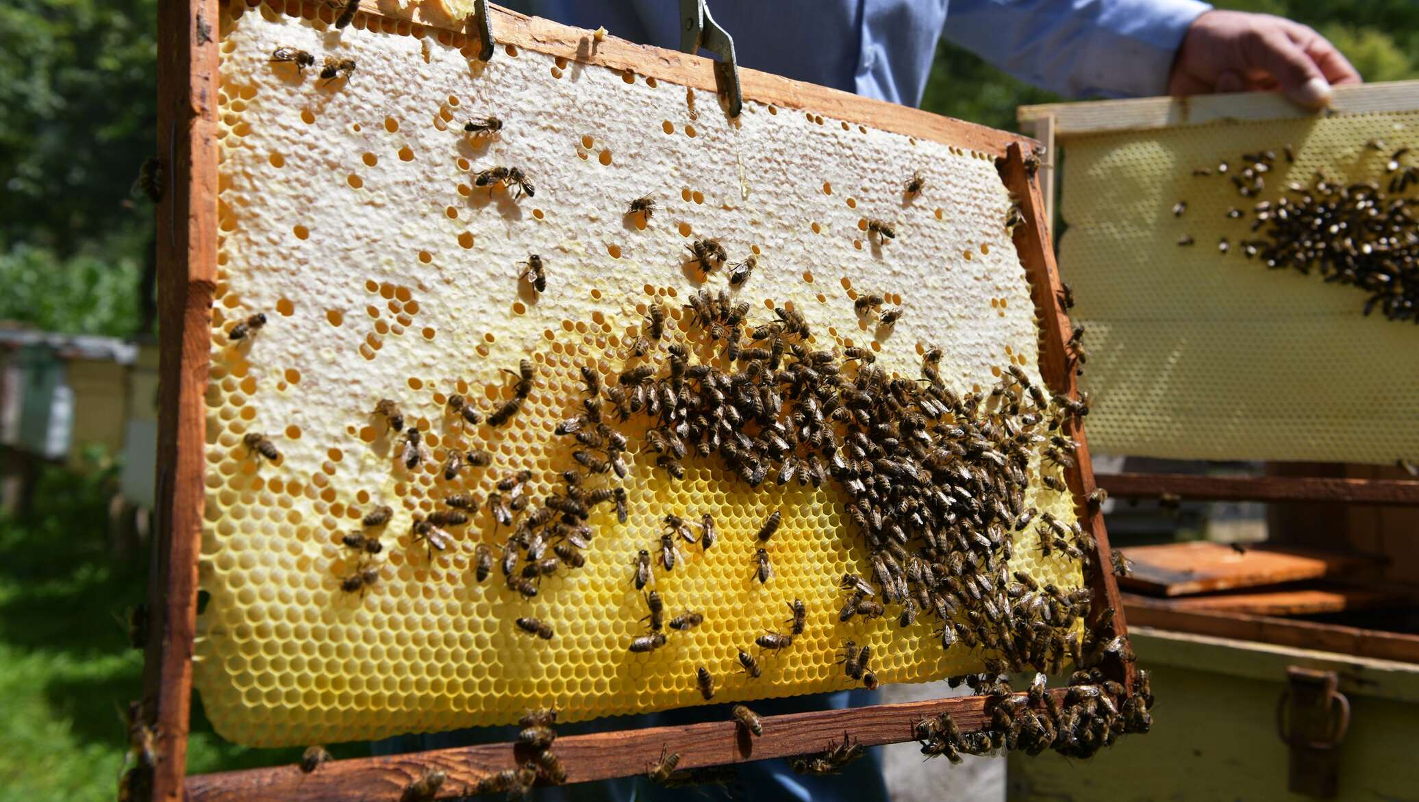 Когда собирают мед. Пчела абхазянка. Пасека соты. Пчелы пасека. Мед соты пасека.