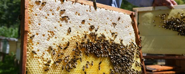 Сбор меда в Абхазии - Sputnik Аҧсны