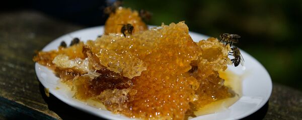 Мед в сотах - Sputnik Абхазия