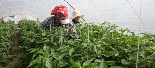 Апырпыл ца, нас аџьыка: Аӡҩыбжьа ақыҭан апырпыл шҿырхуа Апырпыл ца, нас аџьыка: Аӡҩыбжьа ақыҭан апырпыл шҿырхуа - Sputnik Аҧсны