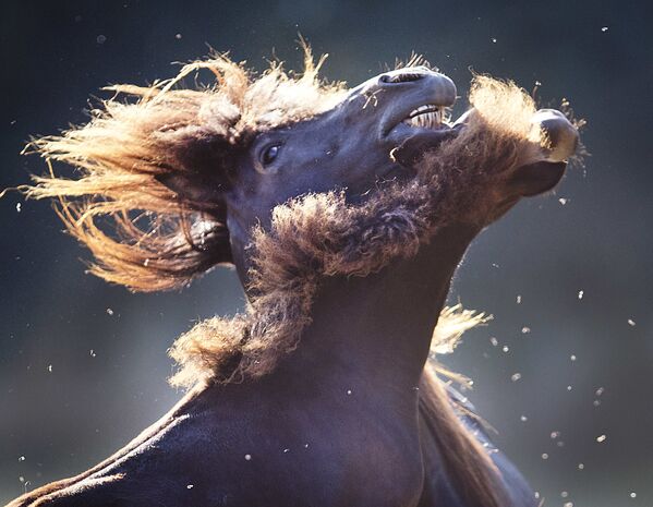 Лошадь и жеребенок отмахиваются от мух на сухом лугу в Вертхайме, Германия - Sputnik Абхазия