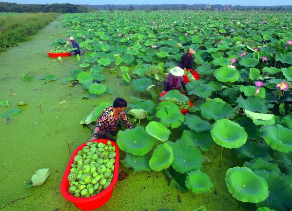 Сбор урожая семенных стручков лотоса на озере в китайской местности Таньчэн - Sputnik Абхазия