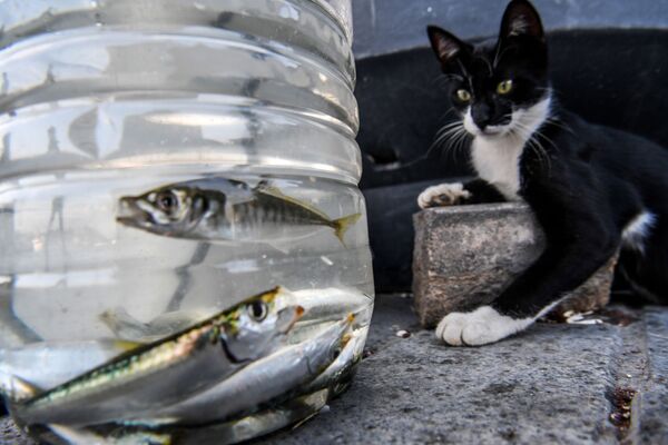 Кошка смотрит на рыб в пластиковом контейнере в районе Каракей в Стамбуле, Турция - Sputnik Абхазия