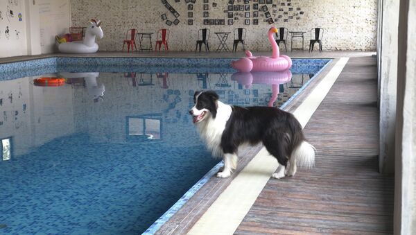 Роскошный особняк для любимой собаки - Sputnik Абхазия