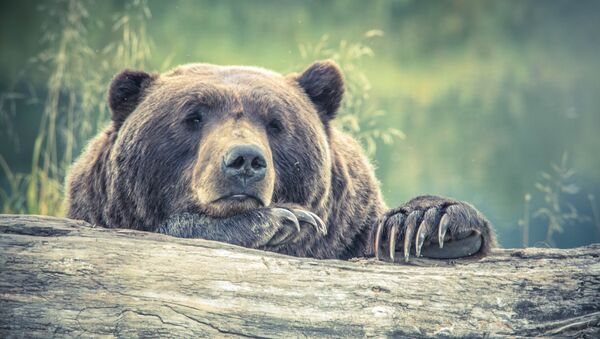 Медведь - Sputnik Абхазия