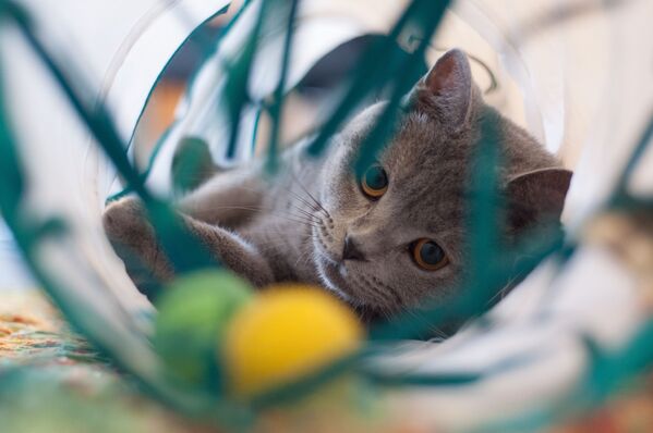 Кошка играет шариками, архивное фото - Sputnik Абхазия
