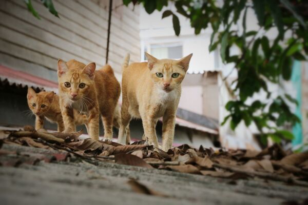 Кошки на крыше, архивное фото - Sputnik Абхазия