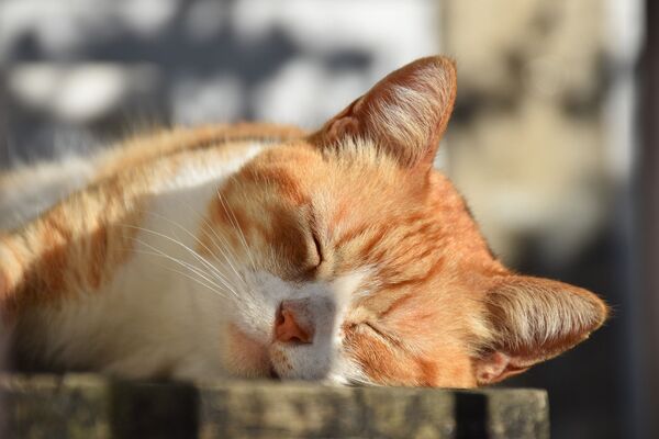 Кошка спит, архивное фото - Sputnik Абхазия