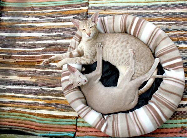 Сиамские кошки, архивное фото - Sputnik Абхазия