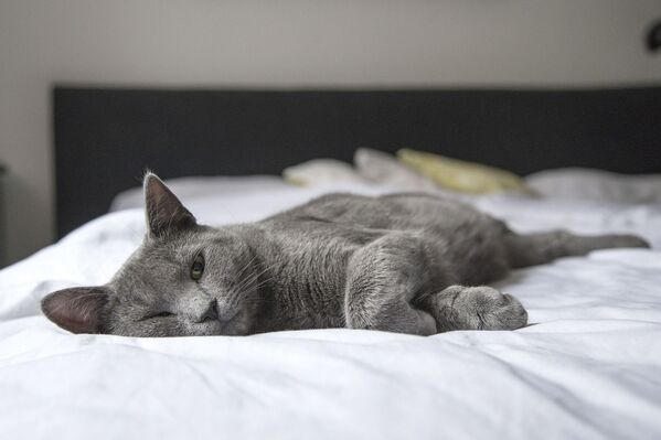 Серая кошка отдыхает, архивное фото - Sputnik Абхазия