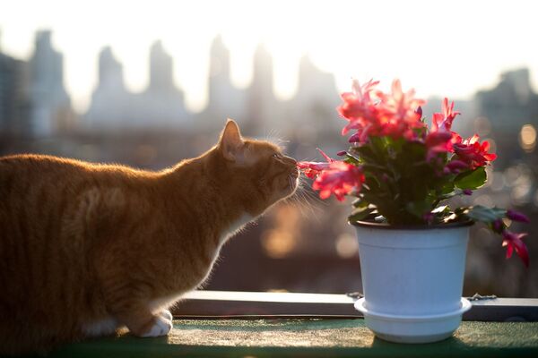 Кошка нюхает цветы, архивное фото - Sputnik Абхазия