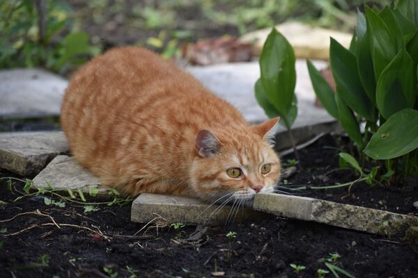 Кот на охоте, архивное фото - Sputnik Абхазия