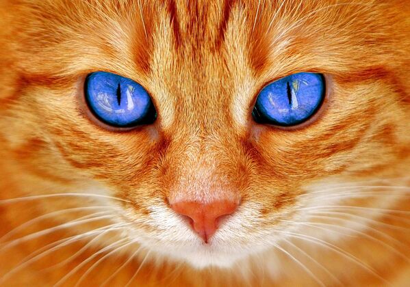 Рыжий кот, архивное фото - Sputnik Абхазия