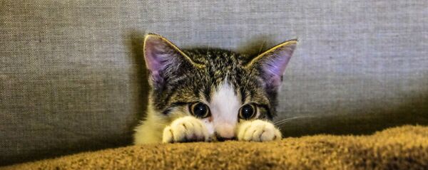 Кот Кот - Sputnik Абхазия