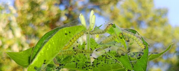 Американская белая бабочка Американская белая бабочка - Sputnik Абхазия