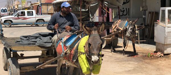 Мужчина управляет повозкой в крупнейшем на севере Иордании лагере для беженцев Заатари - Sputnik Абхазия