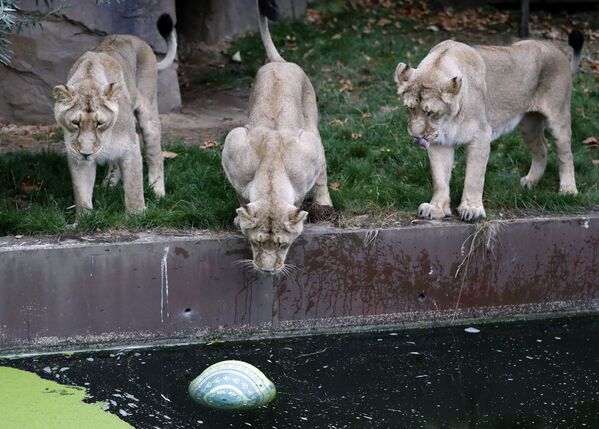 Львицы в зоопарке Лондона - Sputnik Абхазия