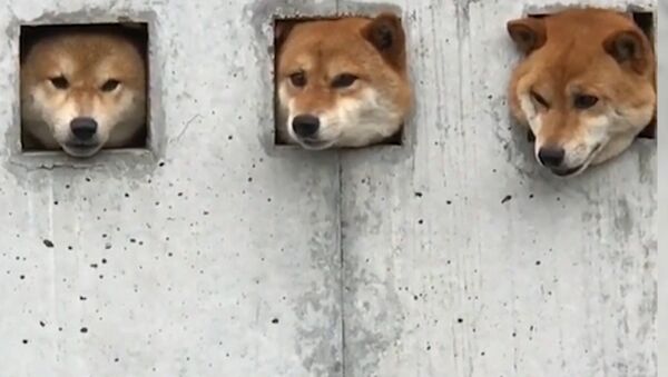 Три собаки в Японии прославились благодаря необычной стене - Sputnik Абхазия