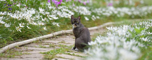 Ацгәы
 - Sputnik Аҧсны