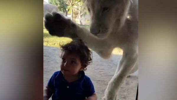 Лев пытался добраться до мальчика через стекло в зоопарке - Sputnik Абхазия