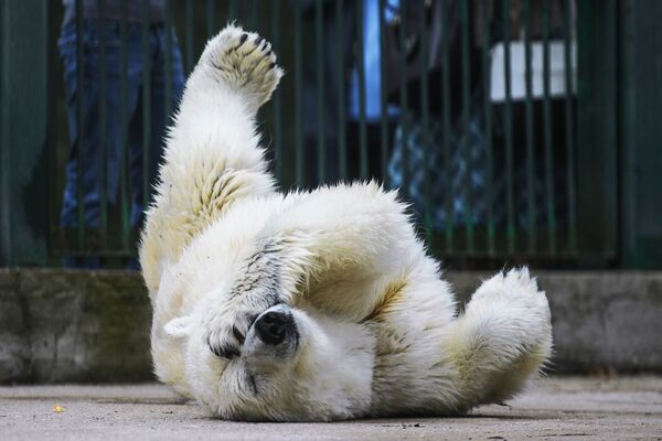 Белая медведица Умка-Аяны в зоопитомнике Московского зоопарка - Sputnik Абхазия