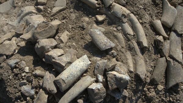Пять метров костей: как выглядит скелет древнего кита, найденный в Крыму - Sputnik Абхазия