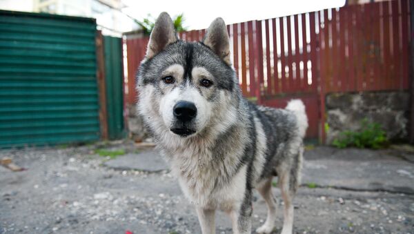 Бездомные собаки - Sputnik Абхазия