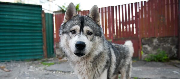 Бездомные собаки - Sputnik Аҧсны