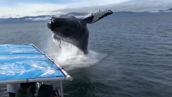 На Аляске горбатый кит заставил туристов неожиданно принять душ - Sputnik Абхазия