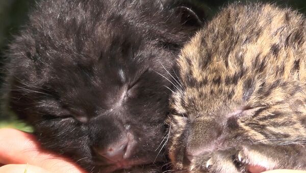 Новорожденные амурские леопарды - Sputnik Абхазия
