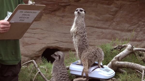 Взвешивание животных в лондонском зоопарке - Sputnik Абхазия