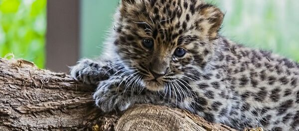 Котенок леопарда Котенок леопарда - Sputnik Абхазия
