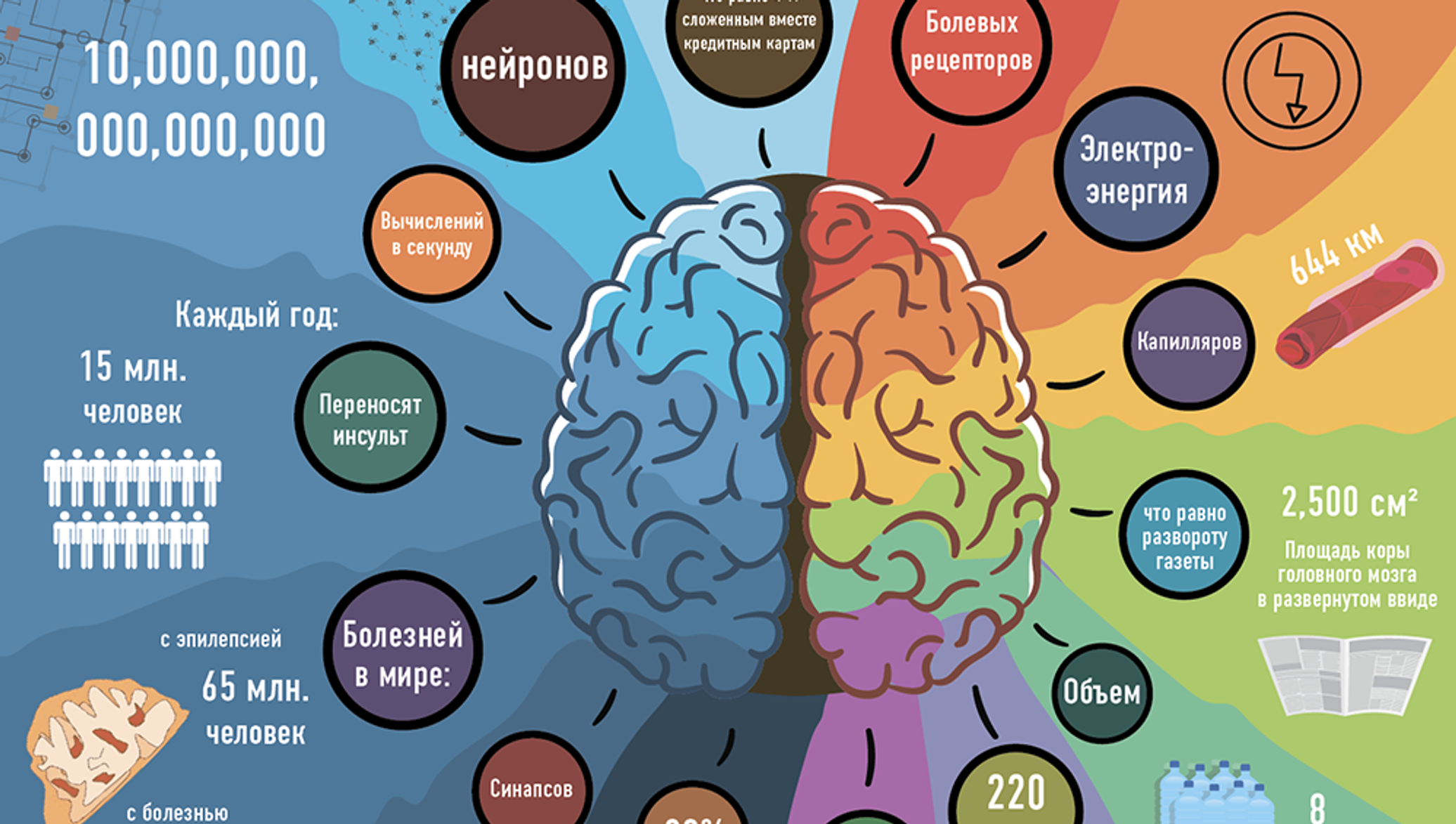 Мозг инфографика. Инфографика мозг человека. Инфографика люди. Удивительные способности мозга.
