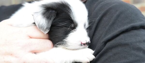 В Великобритании родился щенок с двумя носами - Sputnik Абхазия