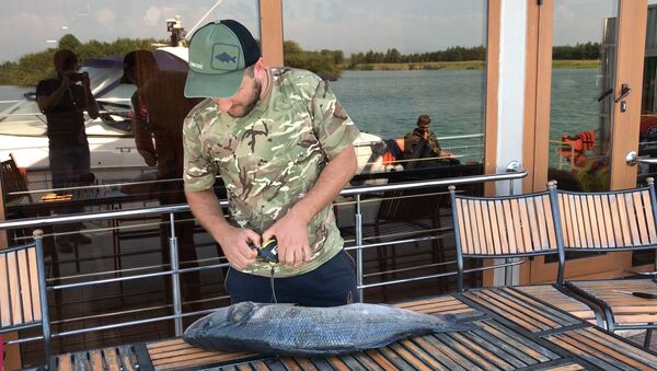Морской волчара: рыбаки показали огромного сибаса, выловленного в Абхазии - Sputnik Абхазия