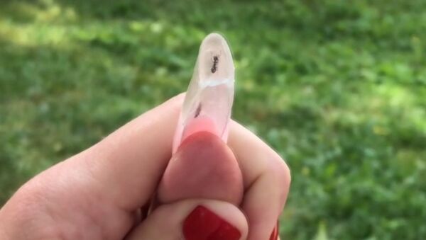 Живые муравьи в накладных ногтях возмутили пользователей сети - Sputnik Абхазия