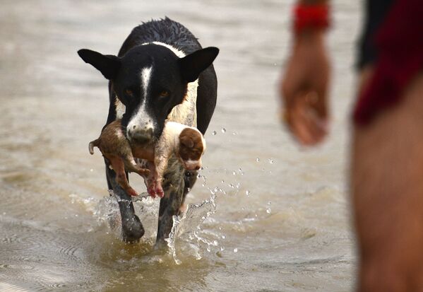 Собака переносит щенка в сухое место во время увеличения уровня воды в реке Джамна, Индия - Sputnik Абхазия