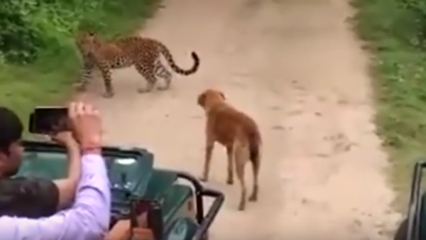 Нападение леопарда на собаку: видео - Sputnik Абхазия