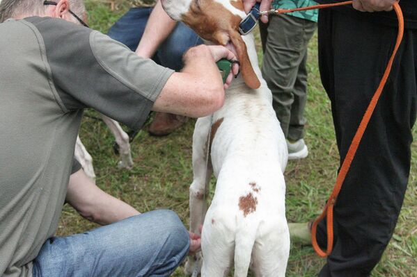 Так как в Абхазии нет профессиональных экспертов по охотничьим собакам, на выставку пригласили специалистов из России - Sputnik Абхазия