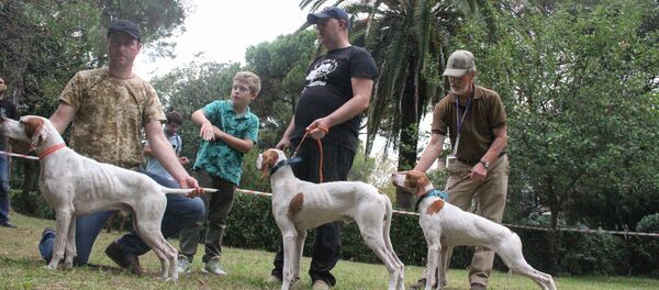 Естественный отбор: как определили лучших на выставке собак в Сухуме - Sputnik Абхазия