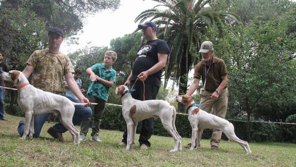 Естественный отбор: как определили лучших на выставке собак в Сухуме - Sputnik Абхазия