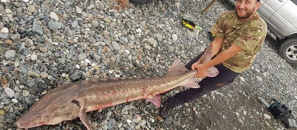 Осетр весом 54 килограмма попал в сети рыбаков в районе села Адзюбжа - Sputnik Абхазия