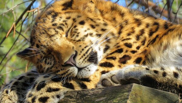 Котенок леопарда - Sputnik Абхазия