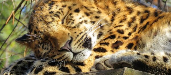 Котенок леопарда Котенок леопарда - Sputnik Абхазия