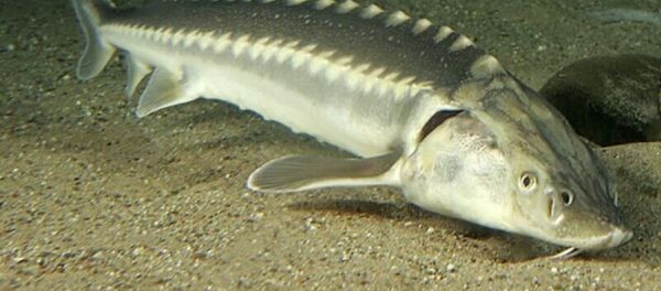 Рыба белуга - Sputnik Абхазия