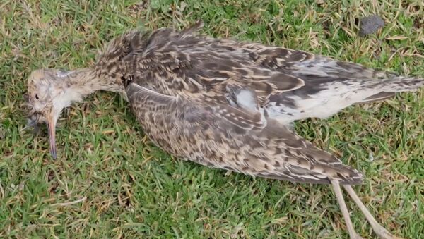 Мистическая смерть птиц в Эквадоре - Sputnik Абхазия