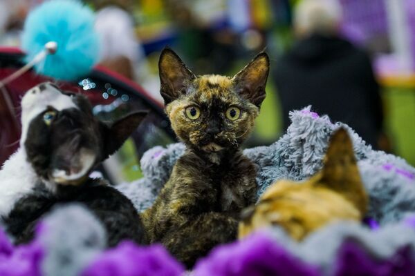 Международная выставка кошек в Риге - Sputnik Абхазия
